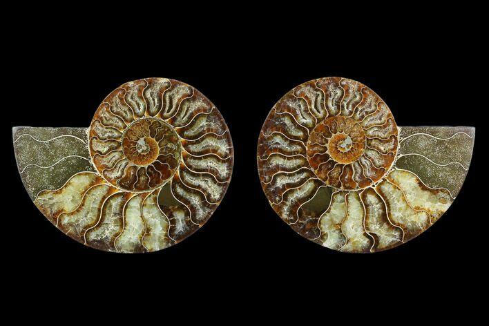 Agatized Ammonite Fossil - Madagascar #130065